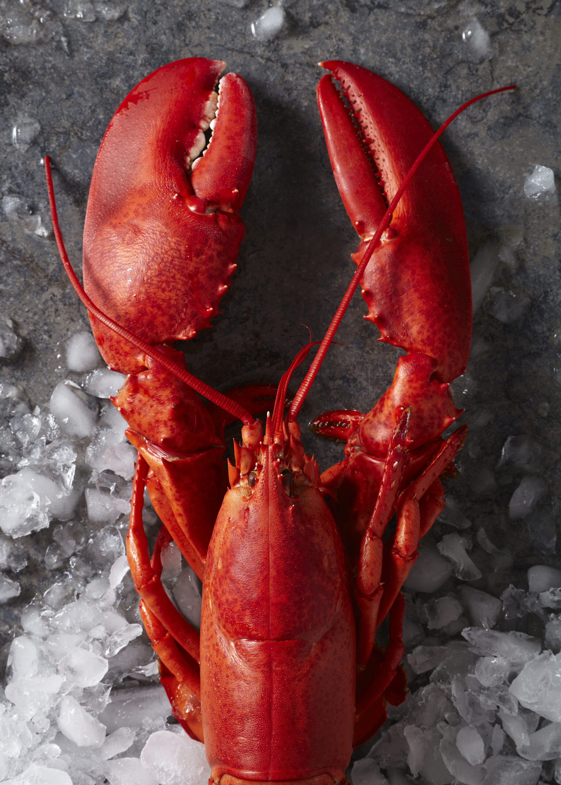 Fresh Seafood and Lobster